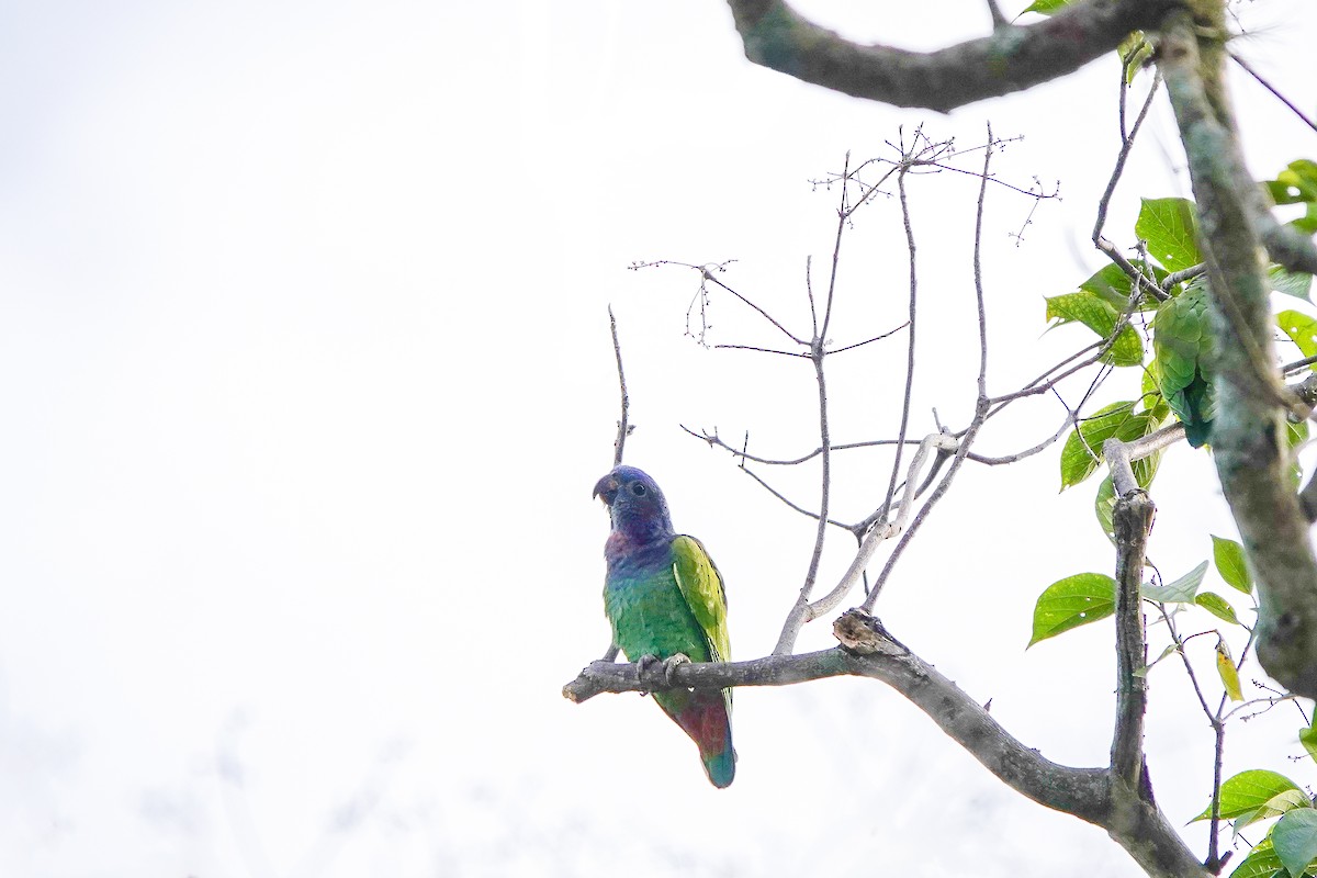 Blue-headed Parrot - ML642255360