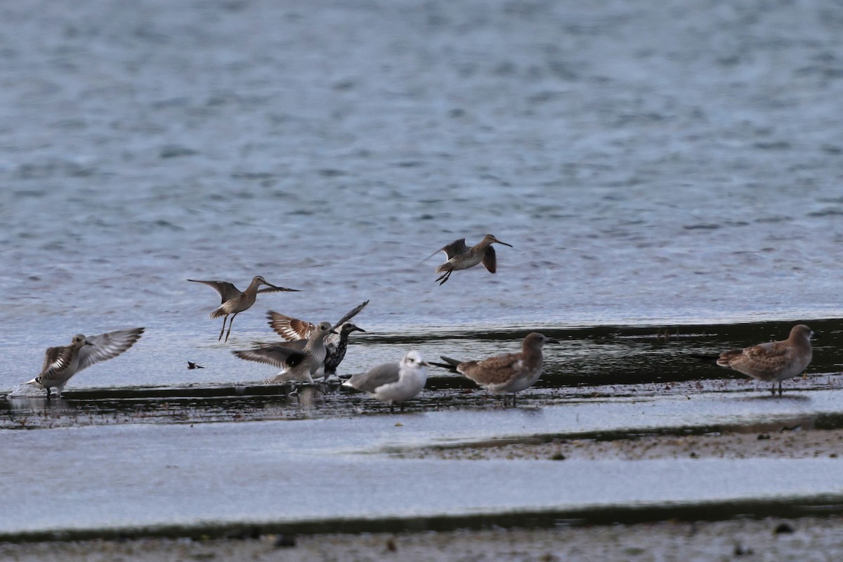 アメリカオオハシシギ - ML642255369