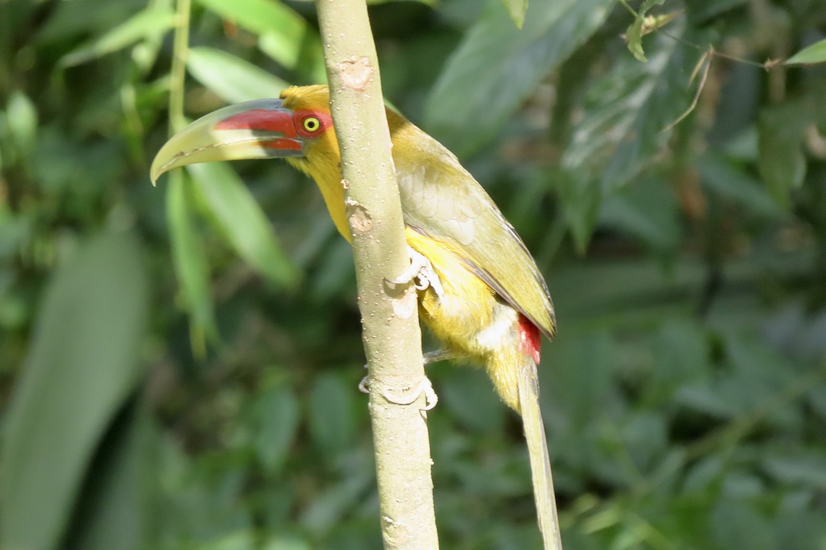Arasarí Banana - ML642255373