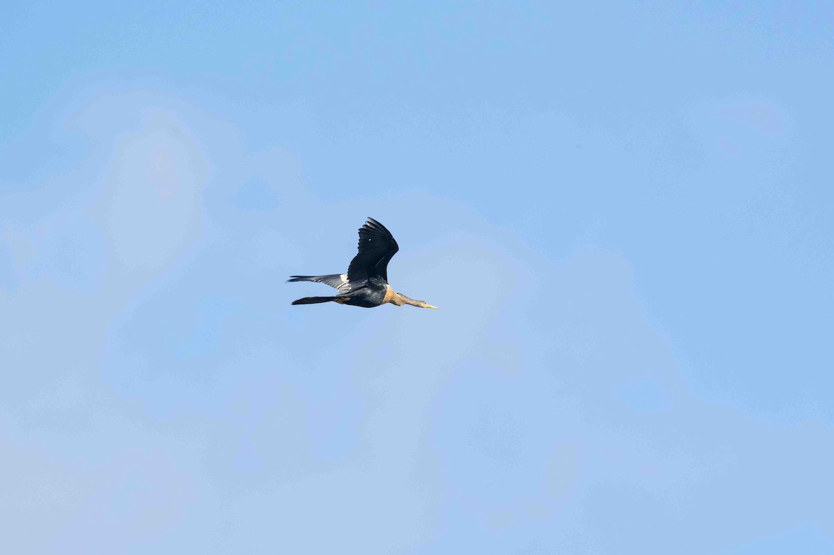 Anhinga - ML642255437