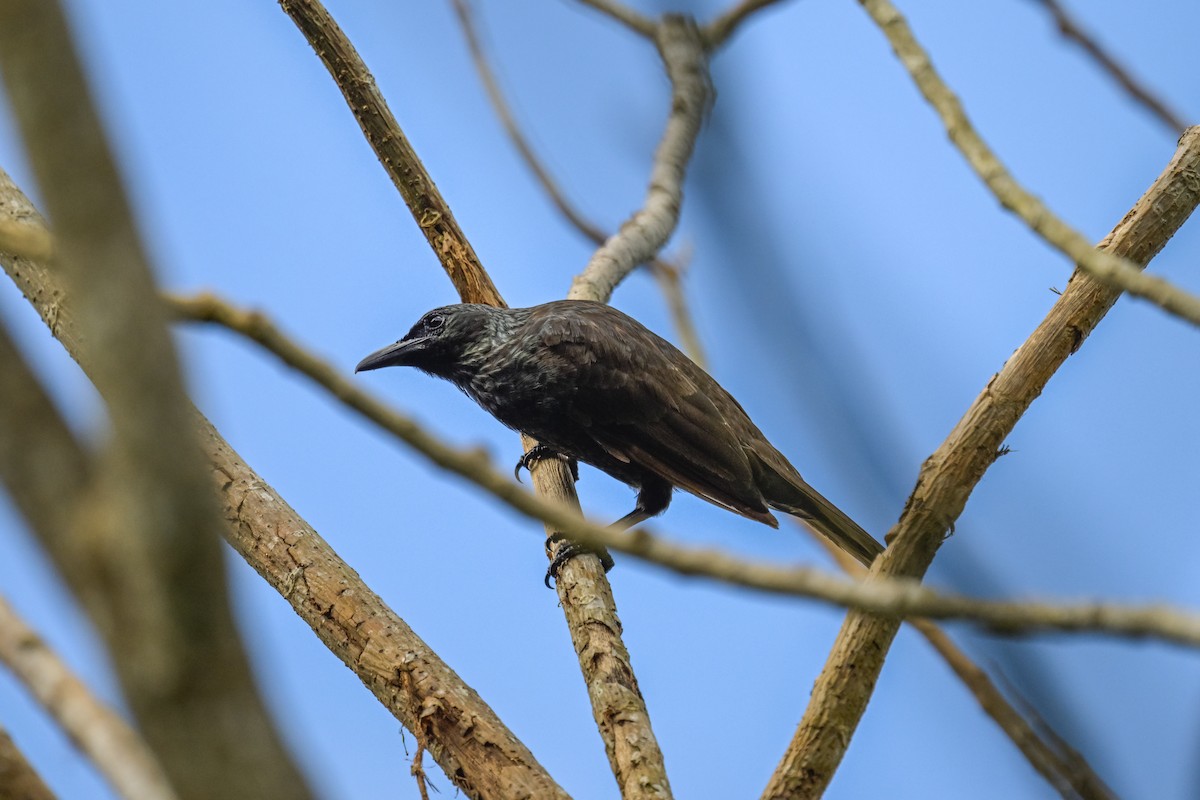 Samoan Starling - ML642255440