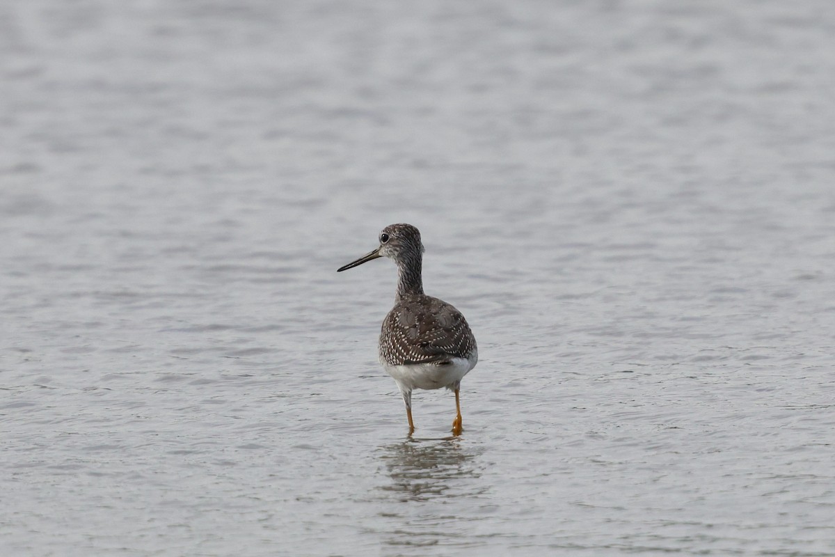 オオキアシシギ - ML642255446