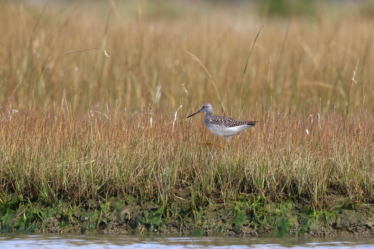 オオキアシシギ - ML642255447