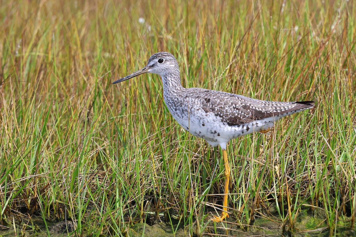 オオキアシシギ - ML642255448