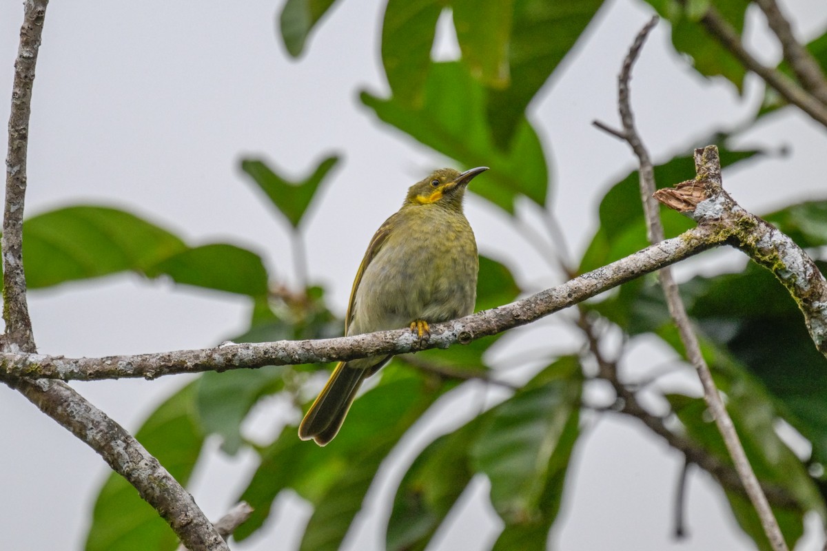 Eastern Wattled-Honeyeater - ML642255454