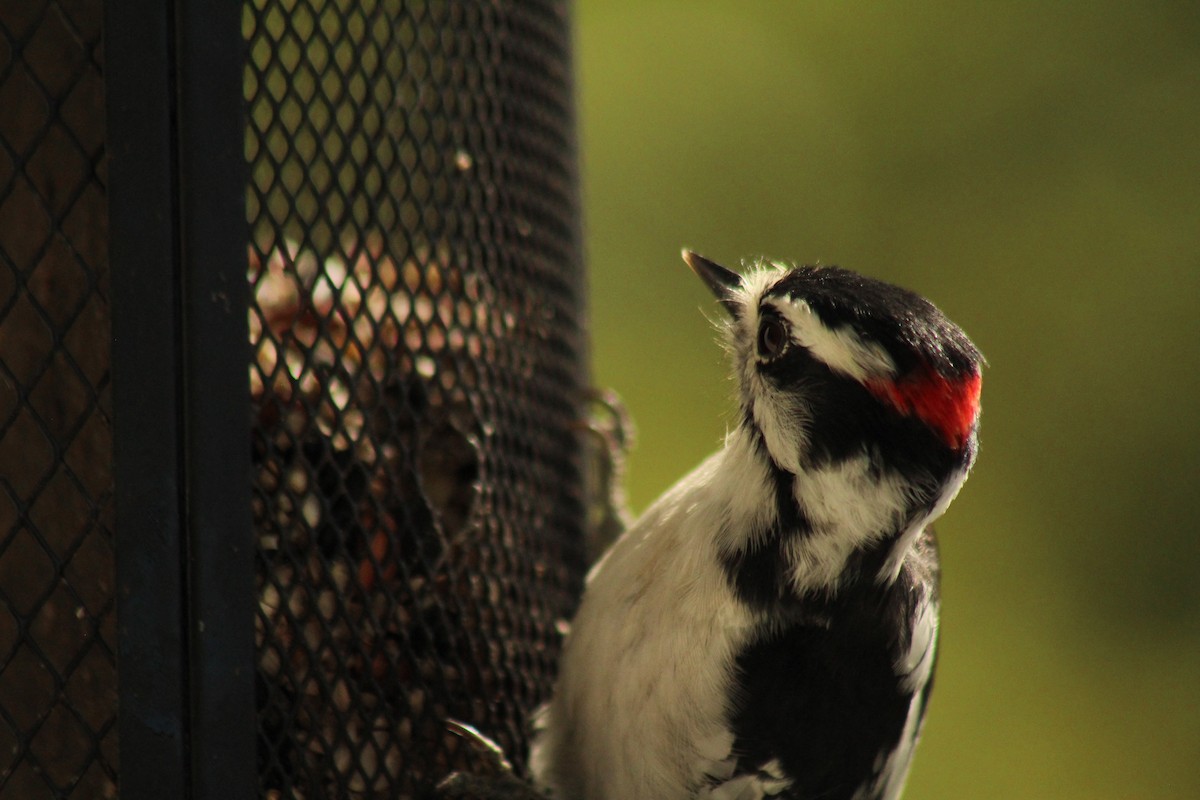 Downy Woodpecker - ML642255460