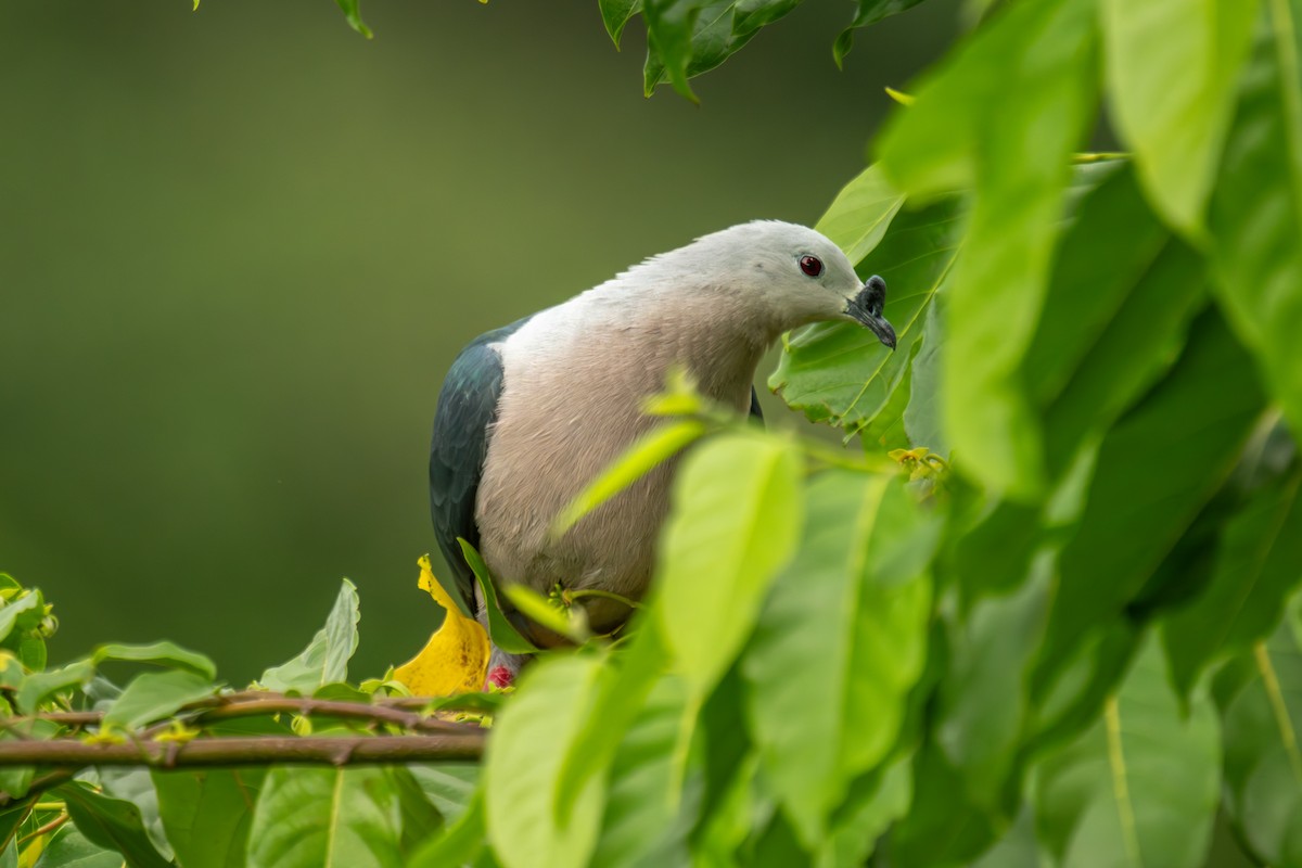 Pacific Imperial-Pigeon - ML642255465