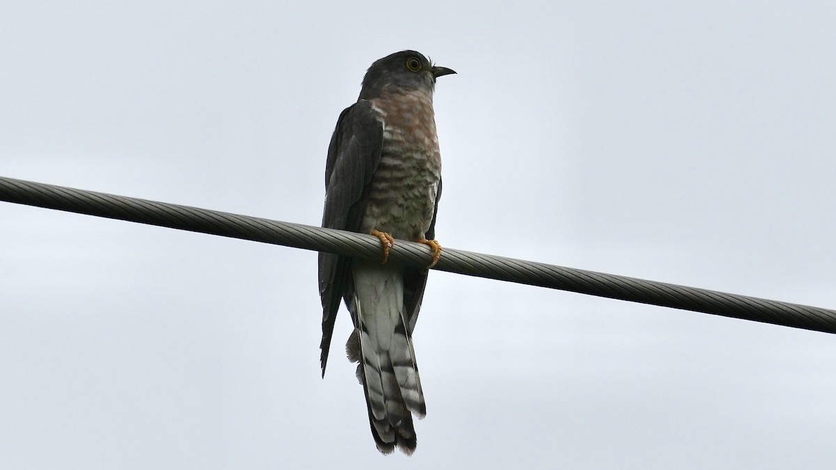 Common Hawk-Cuckoo - ML642255471
