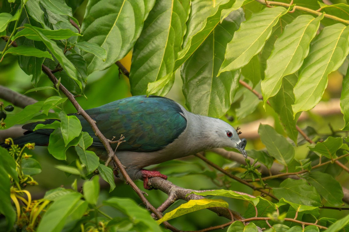 Pacific Imperial-Pigeon - ML642255472