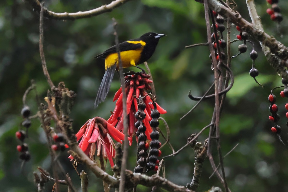 Black-cowled Oriole - ML642255473