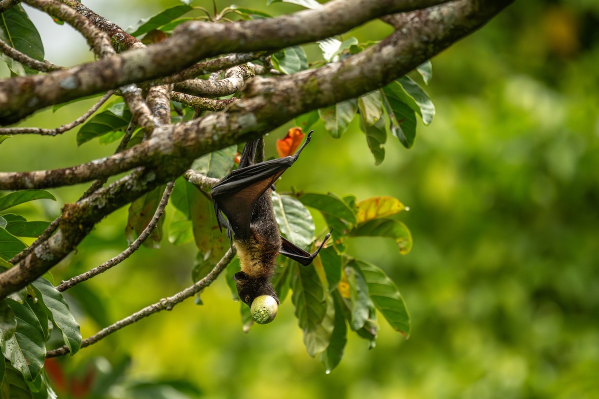 Animals - ML642255474