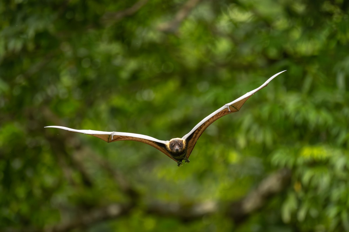 Animals - ML642255477