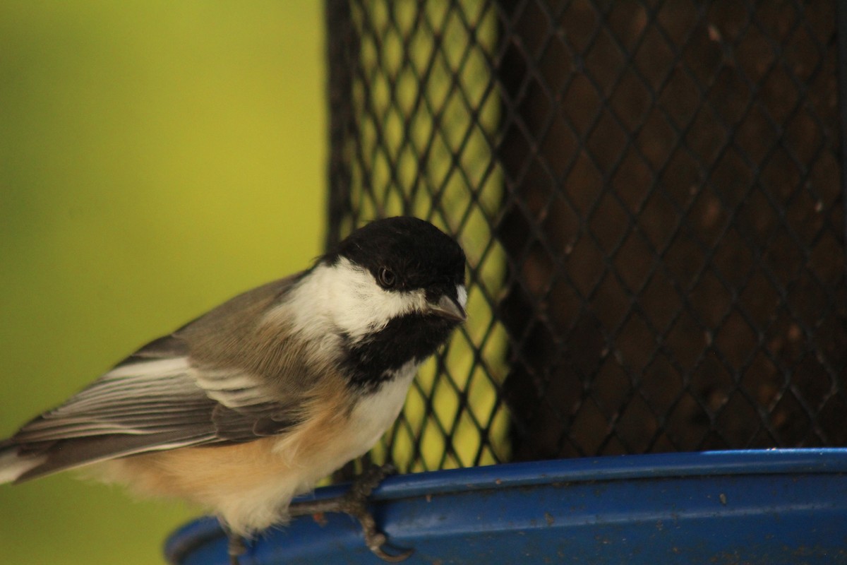 Black-capped Chickadee - ML642255484