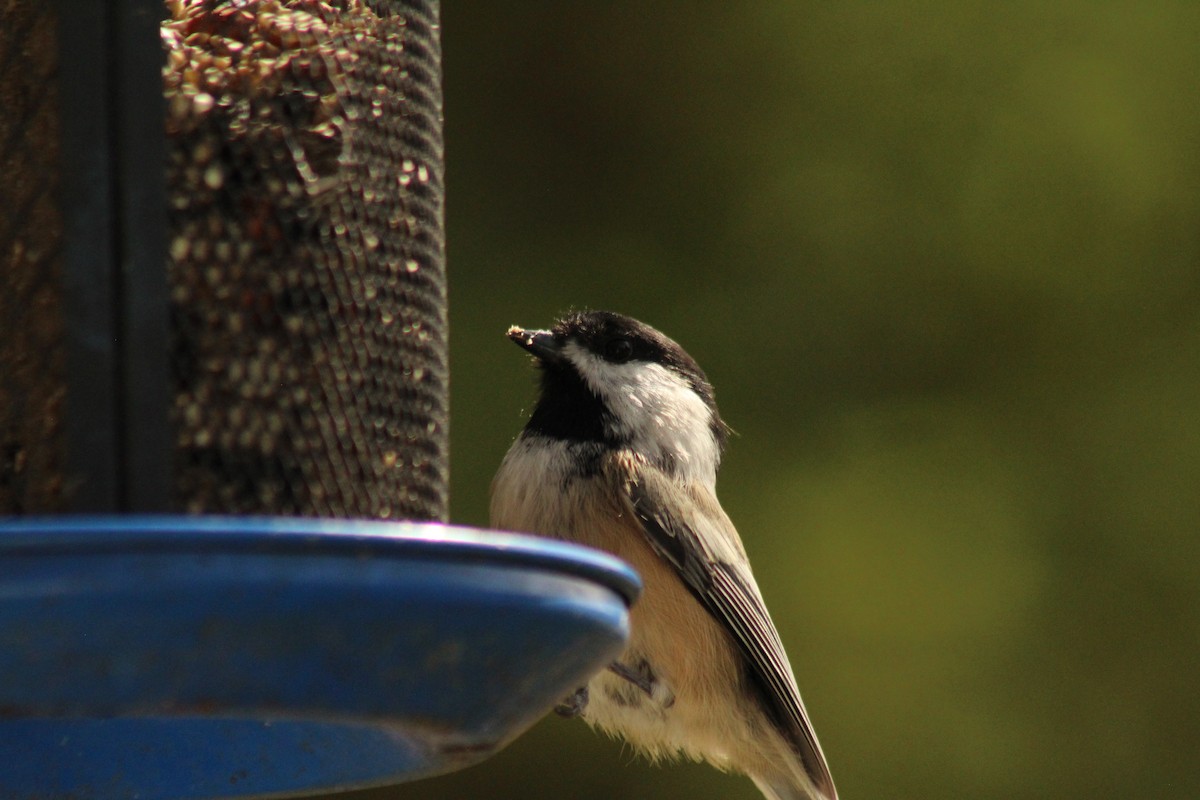 Black-capped Chickadee - ML642255490