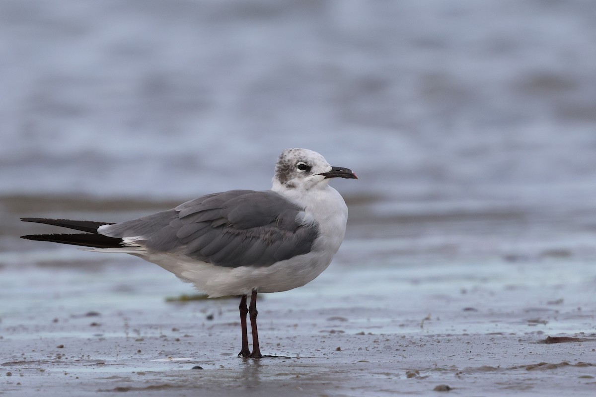 ワライカモメ - ML642255492