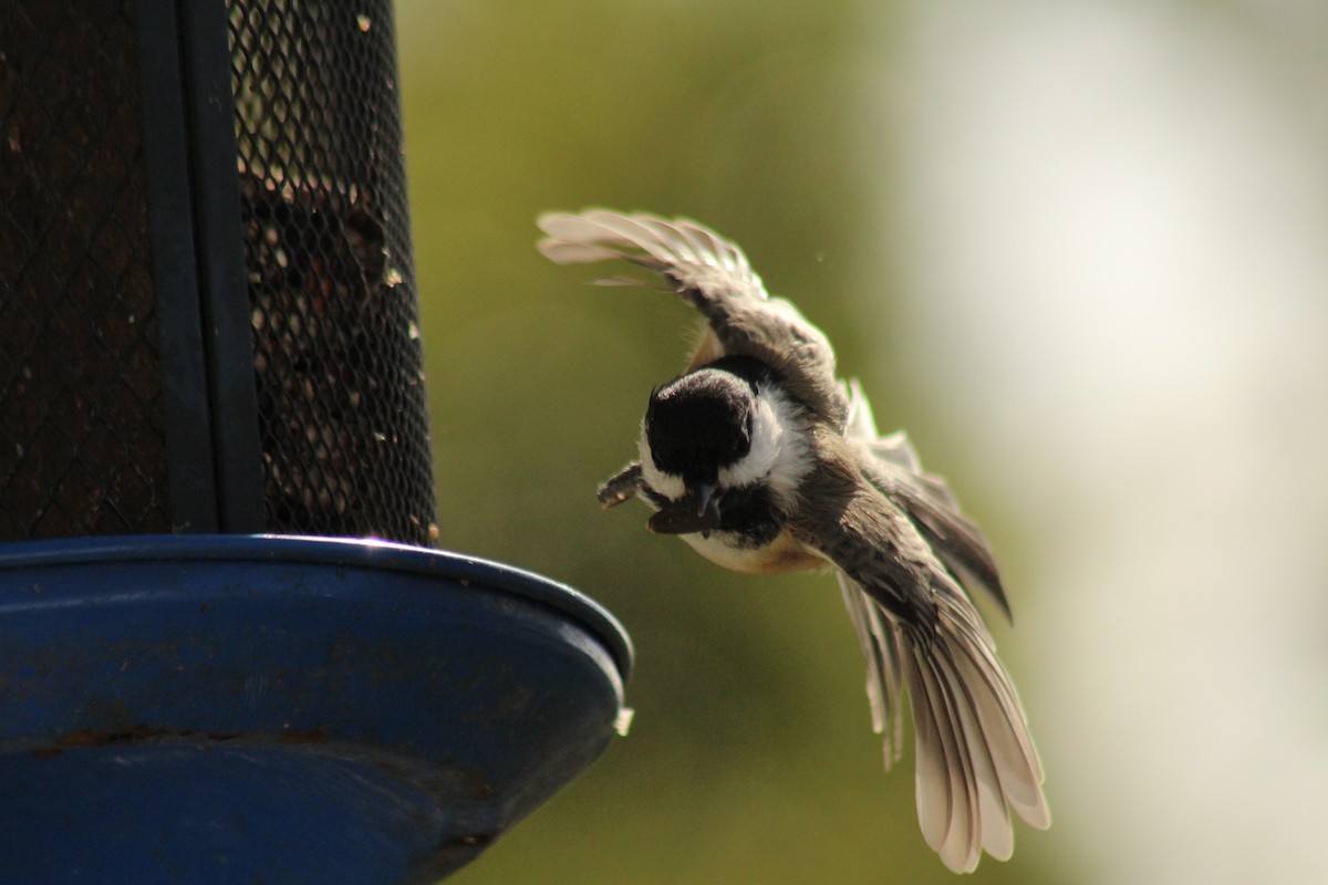Black-capped Chickadee - ML642255499