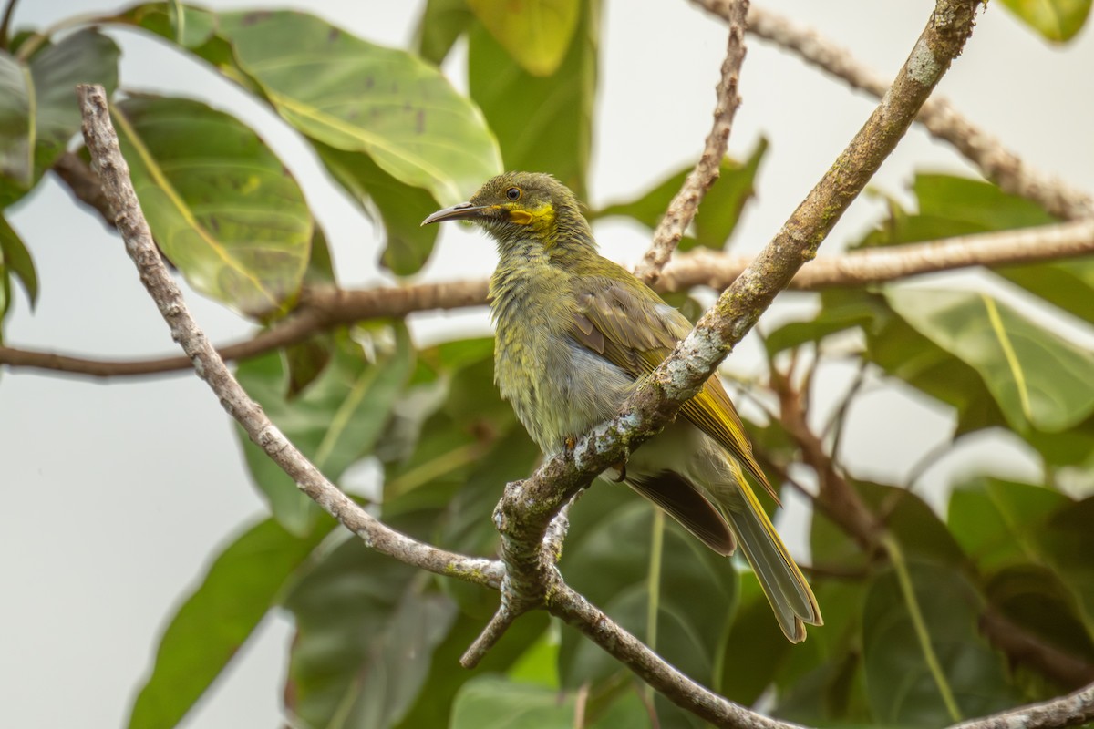 Eastern Wattled-Honeyeater - ML642255502