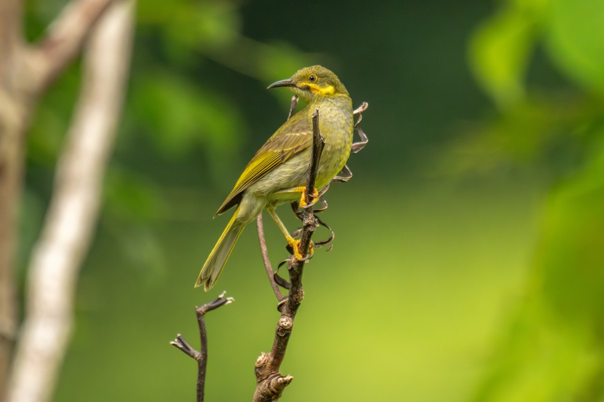 Eastern Wattled-Honeyeater - ML642255503