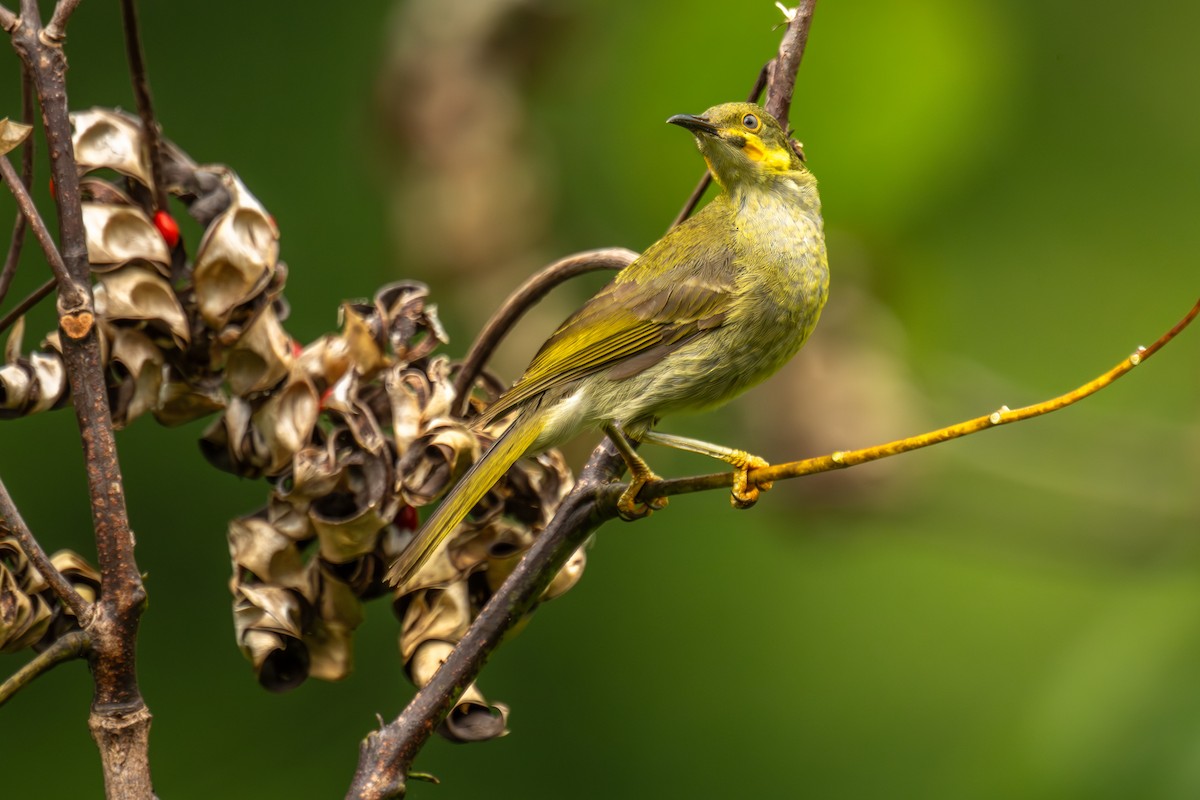 Eastern Wattled-Honeyeater - ML642255504