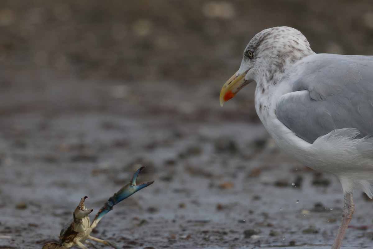 アメリカセグロカモメ - ML642255506