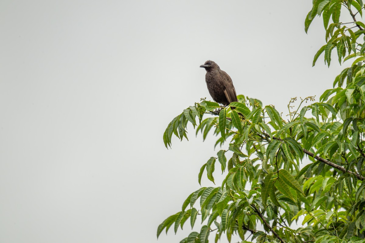Samoan Starling - ML642255507