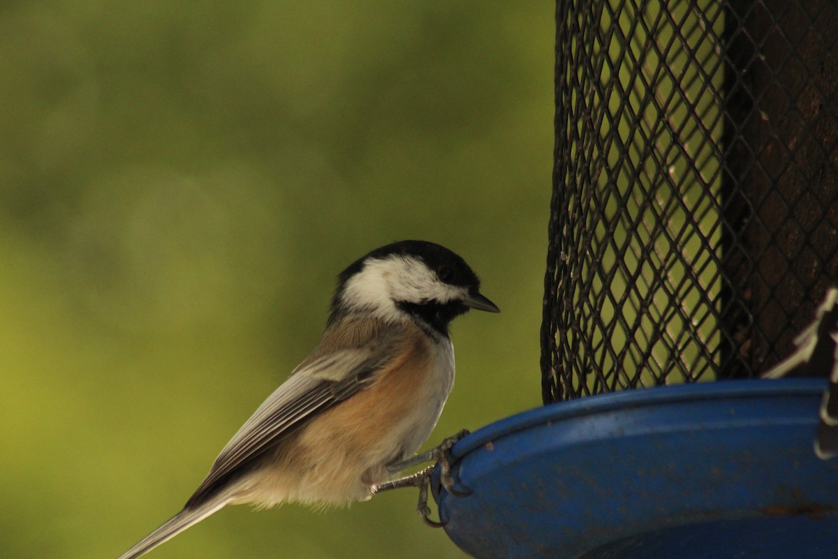 Black-capped Chickadee - ML642255509