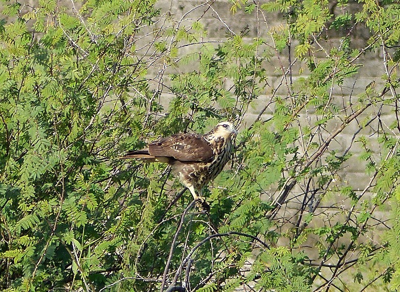 Snail Kite - ML64225551