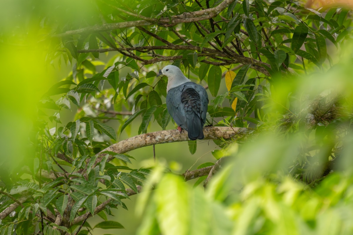 Pacific Imperial-Pigeon - ML642255523