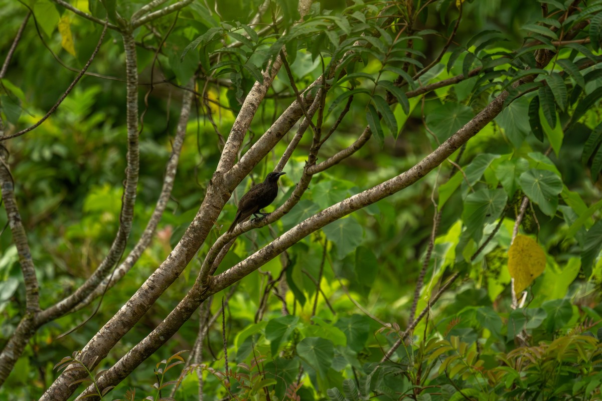 Samoan Starling - ML642255531