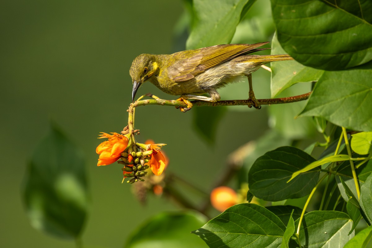 Eastern Wattled-Honeyeater - ML642255533