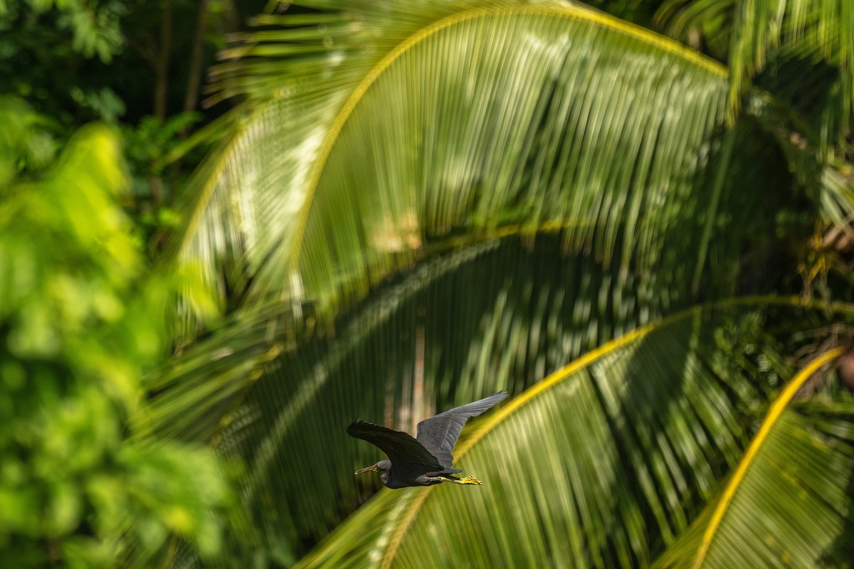 volavka pobřežní - ML642255540