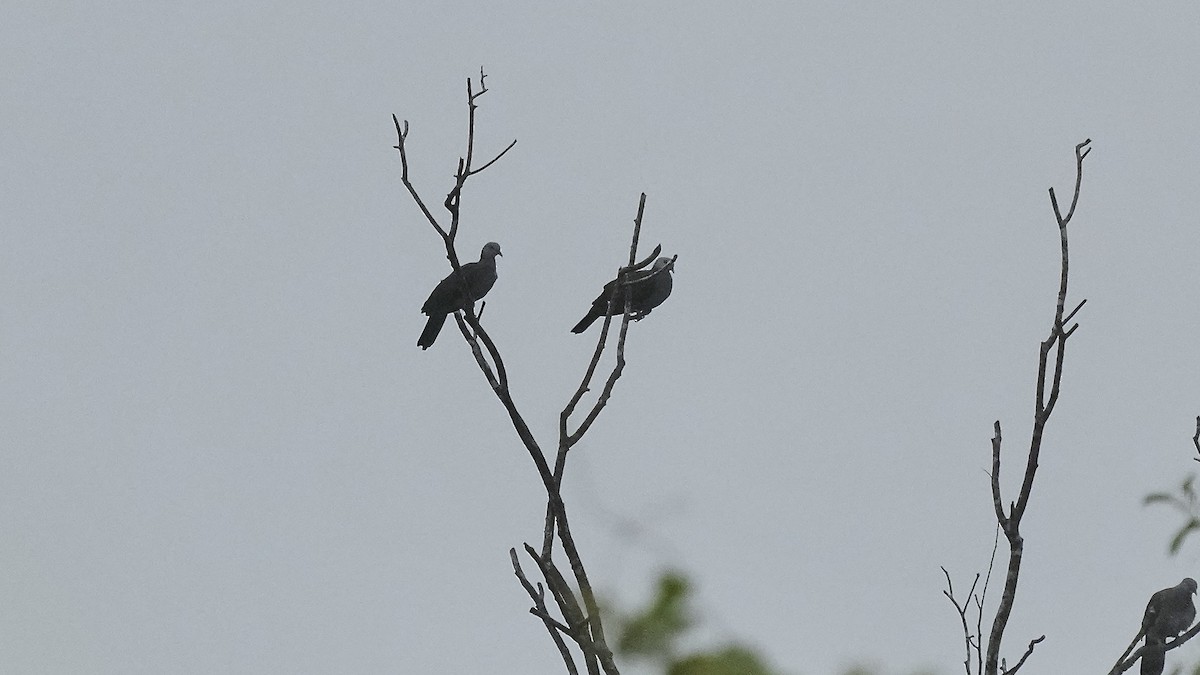 Nilgiri Wood-Pigeon - ML642255542