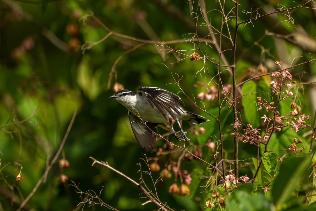 Polynesian Triller - ML642255548