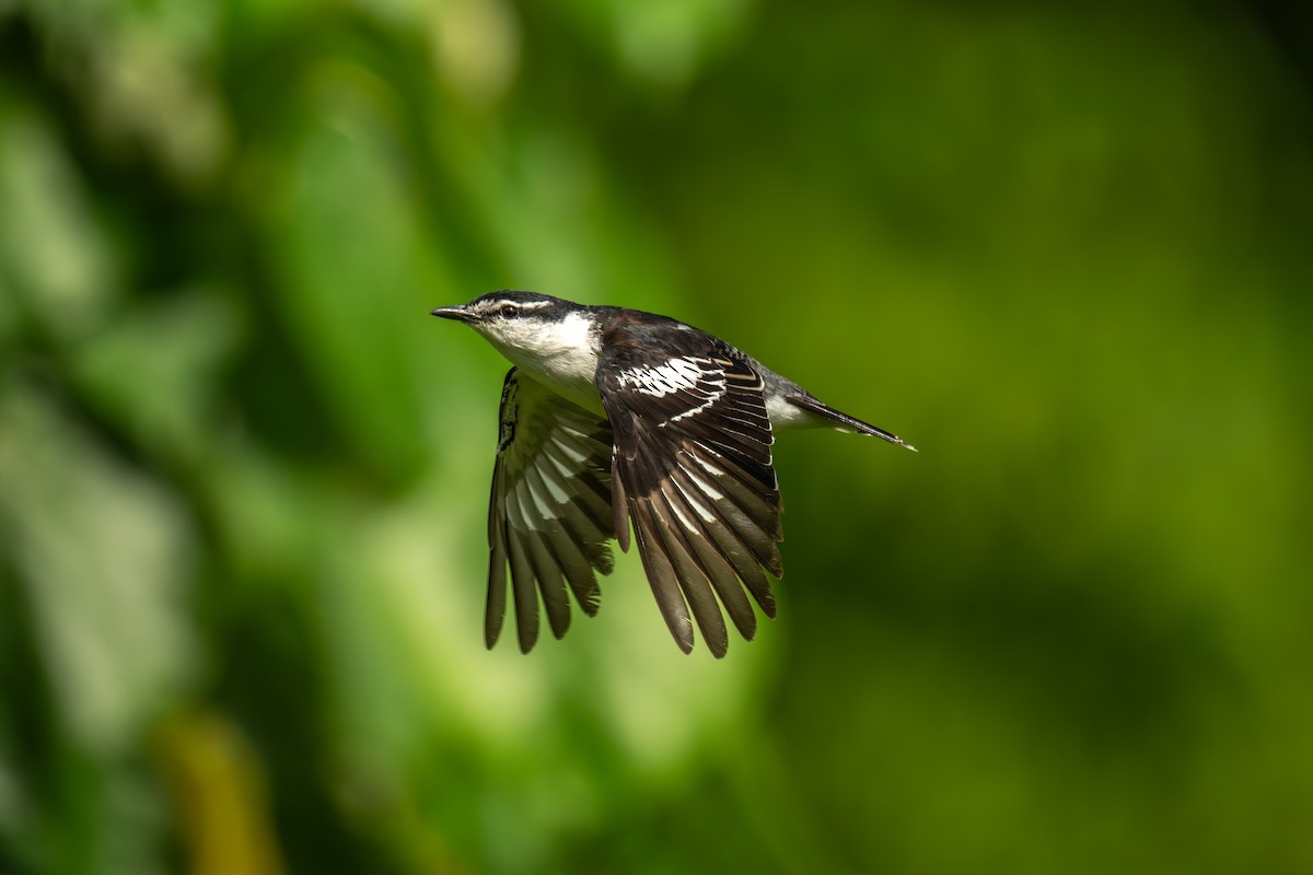 Polynesian Triller - ML642255549