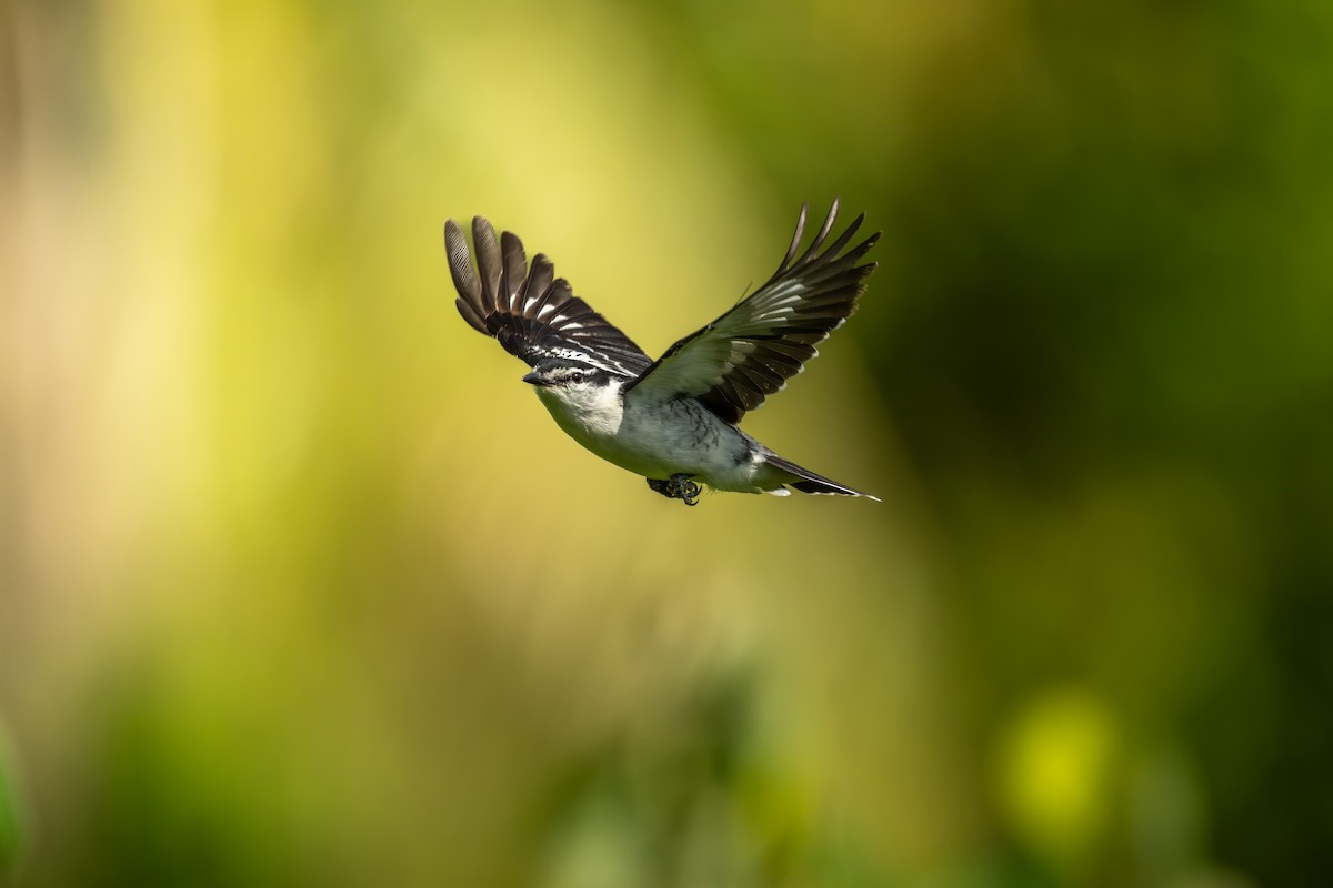 Polynesian Triller - ML642255550