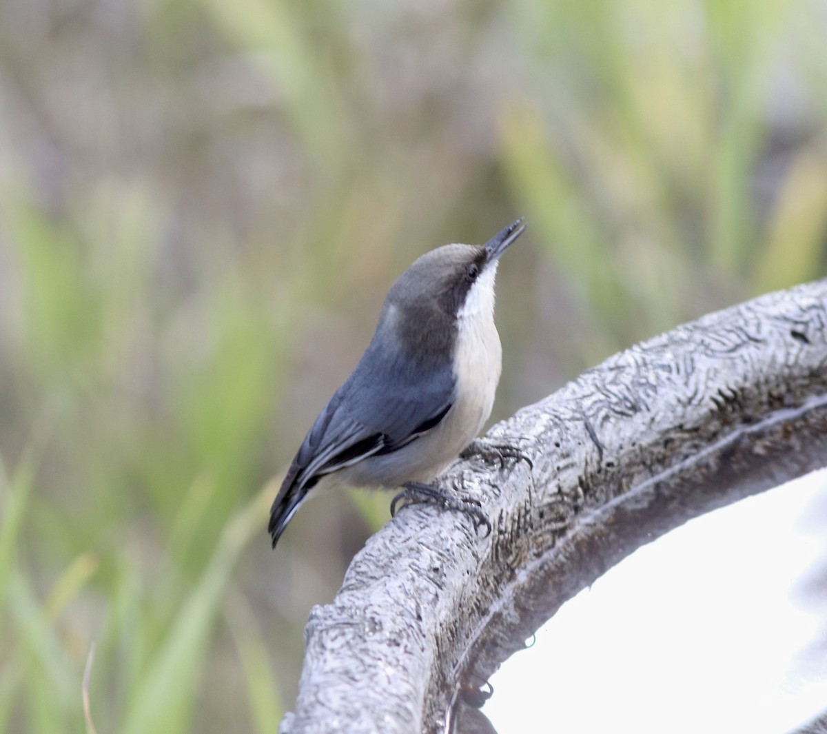 Pygmy Nuthatch - ML642255554