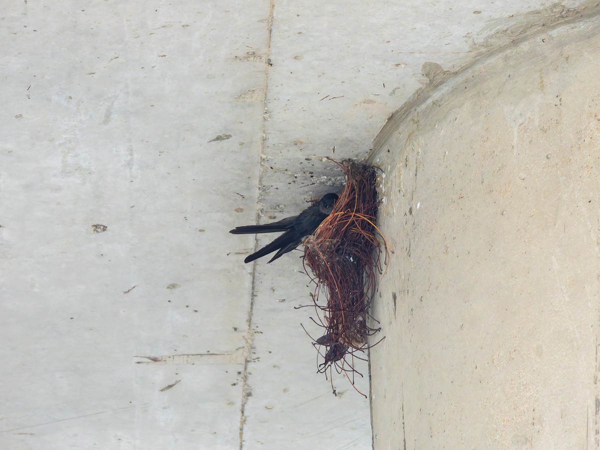 epidotsalangan - ML642255569