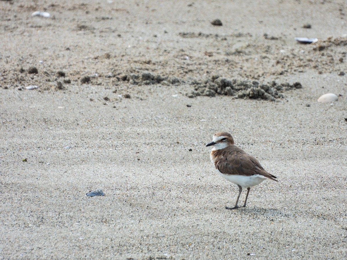 Javan Plover - ML642255584