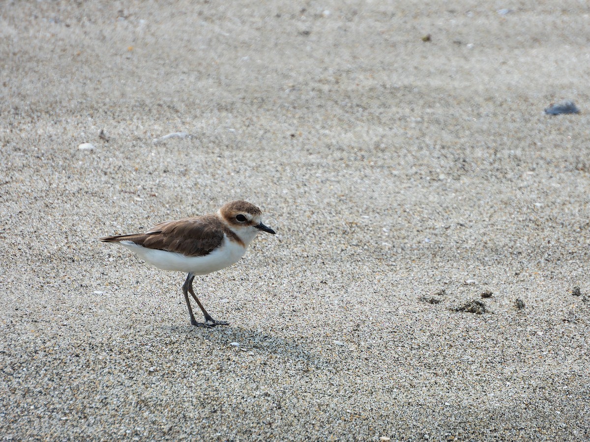 Javan Plover - ML642255585