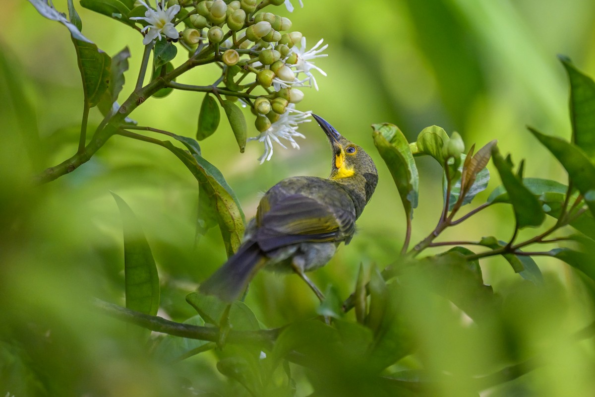 Eastern Wattled-Honeyeater - ML642255599