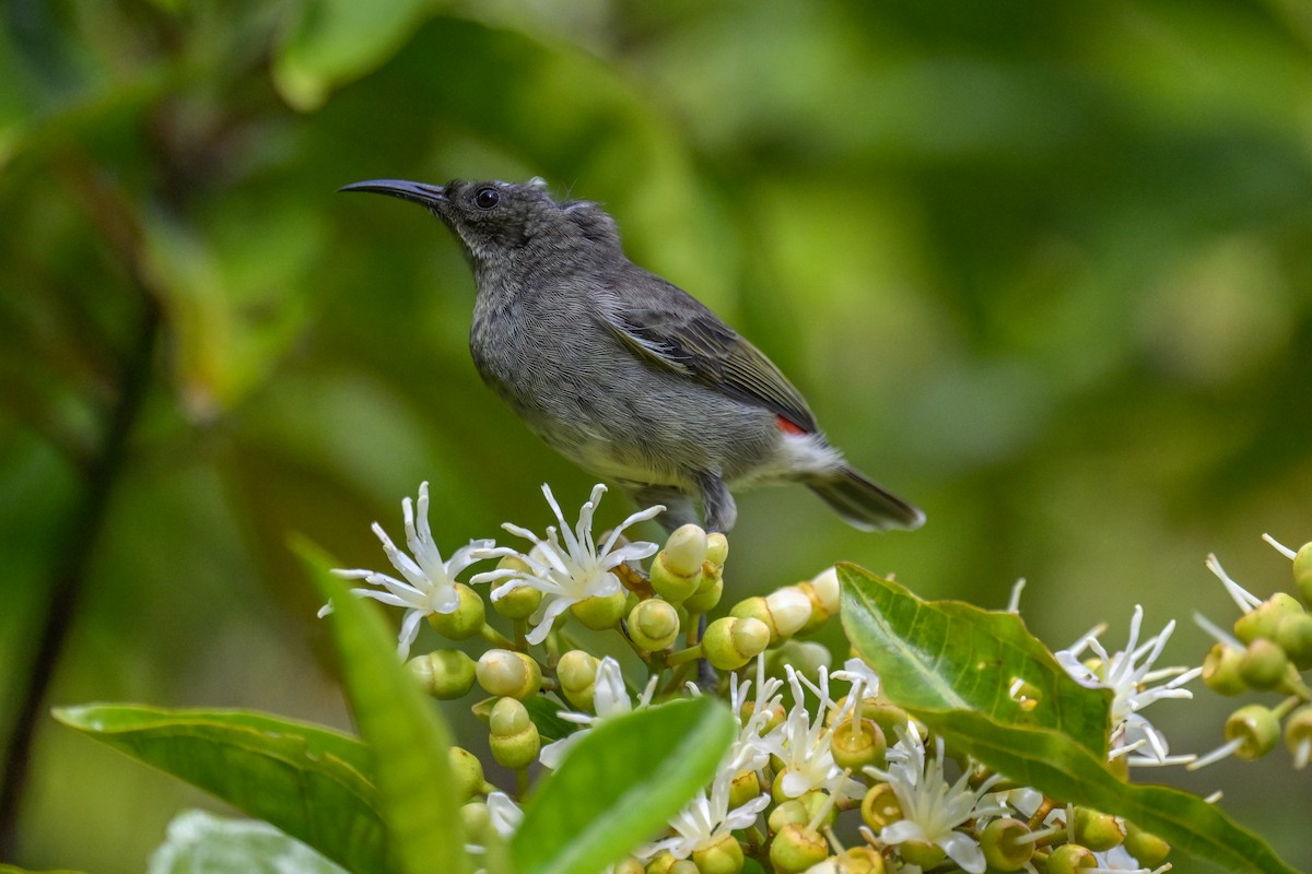 medosavka samojská - ML642255611