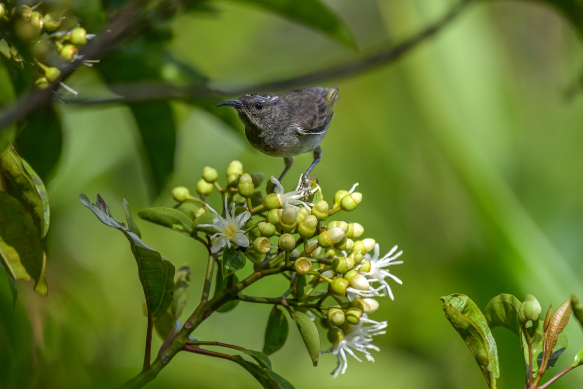 medosavka samojská - ML642255612