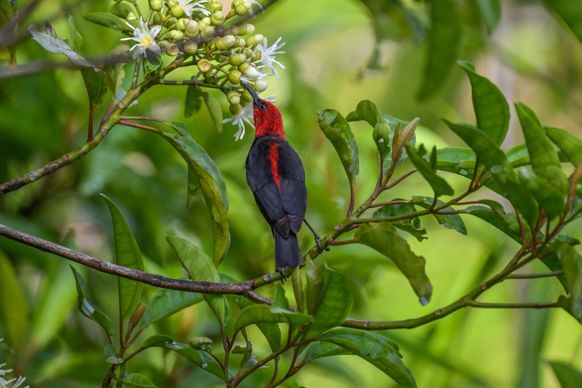 medosavka samojská - ML642255620