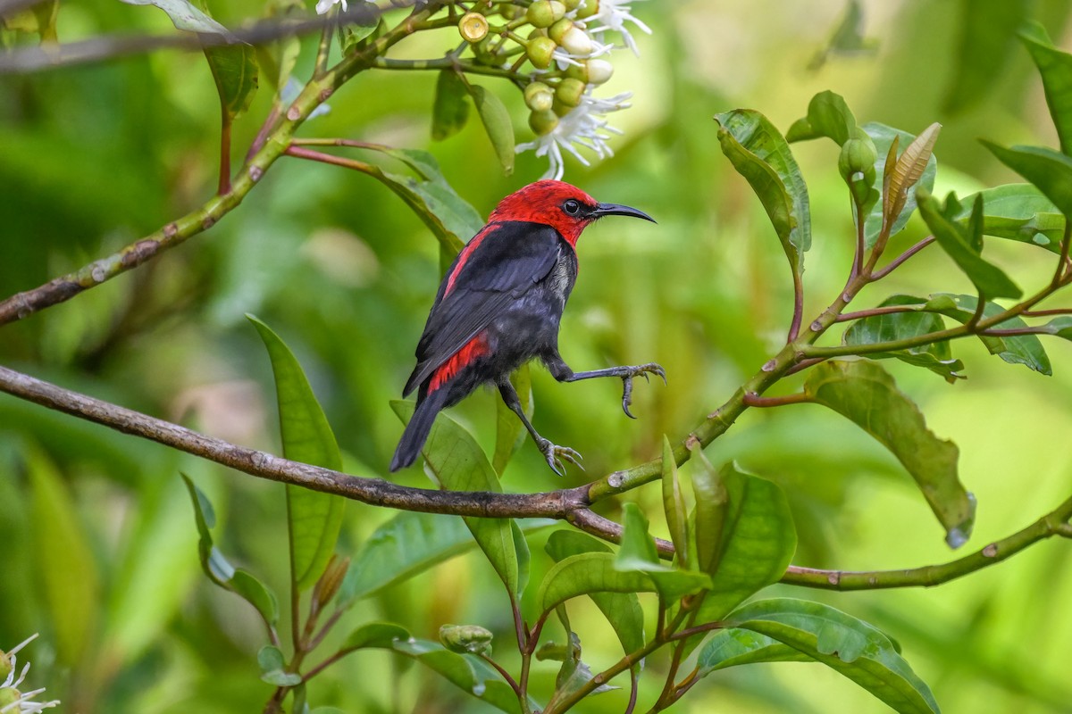 medosavka samojská - ML642255630