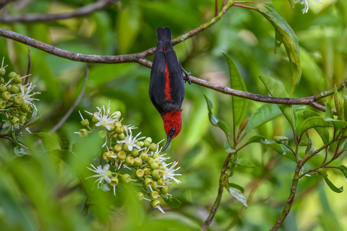 medosavka samojská - ML642255631