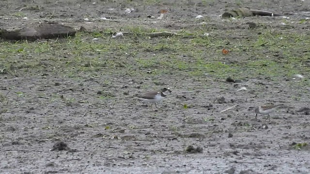 Semipalmated Plover - ML642255641