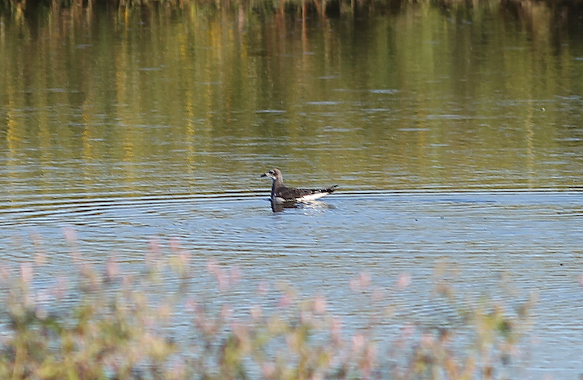 Sabine's Gull - ML642255680