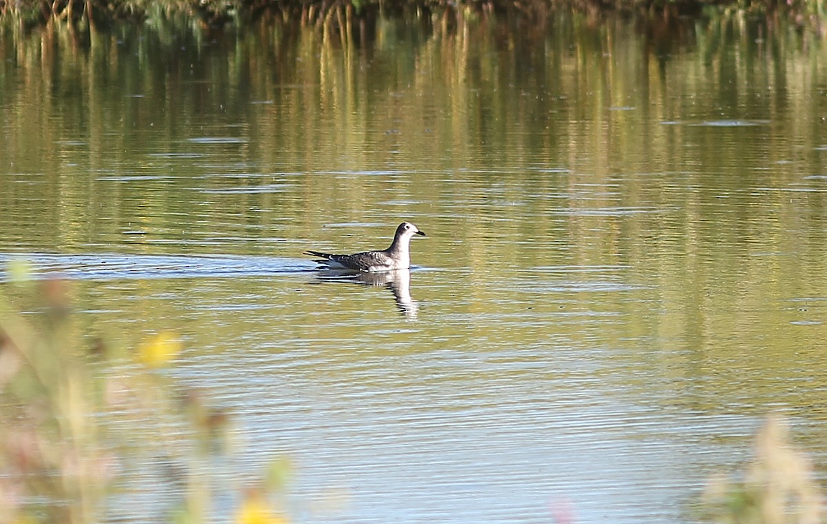 Sabine's Gull - ML642255682