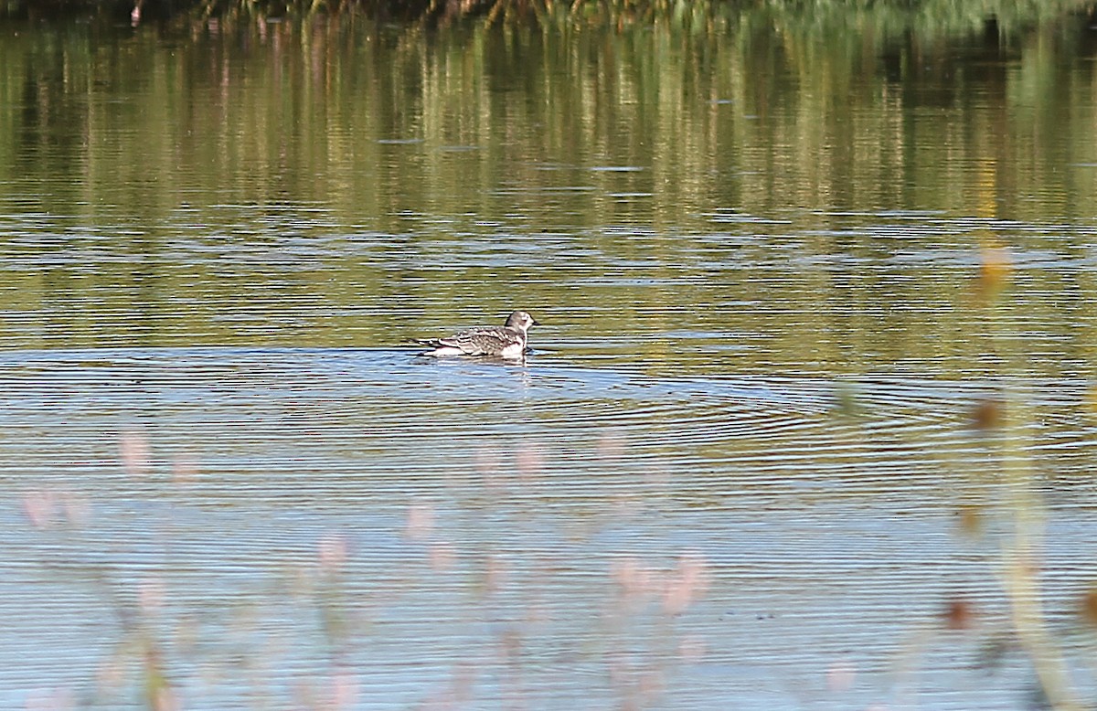 Sabine's Gull - ML642255683