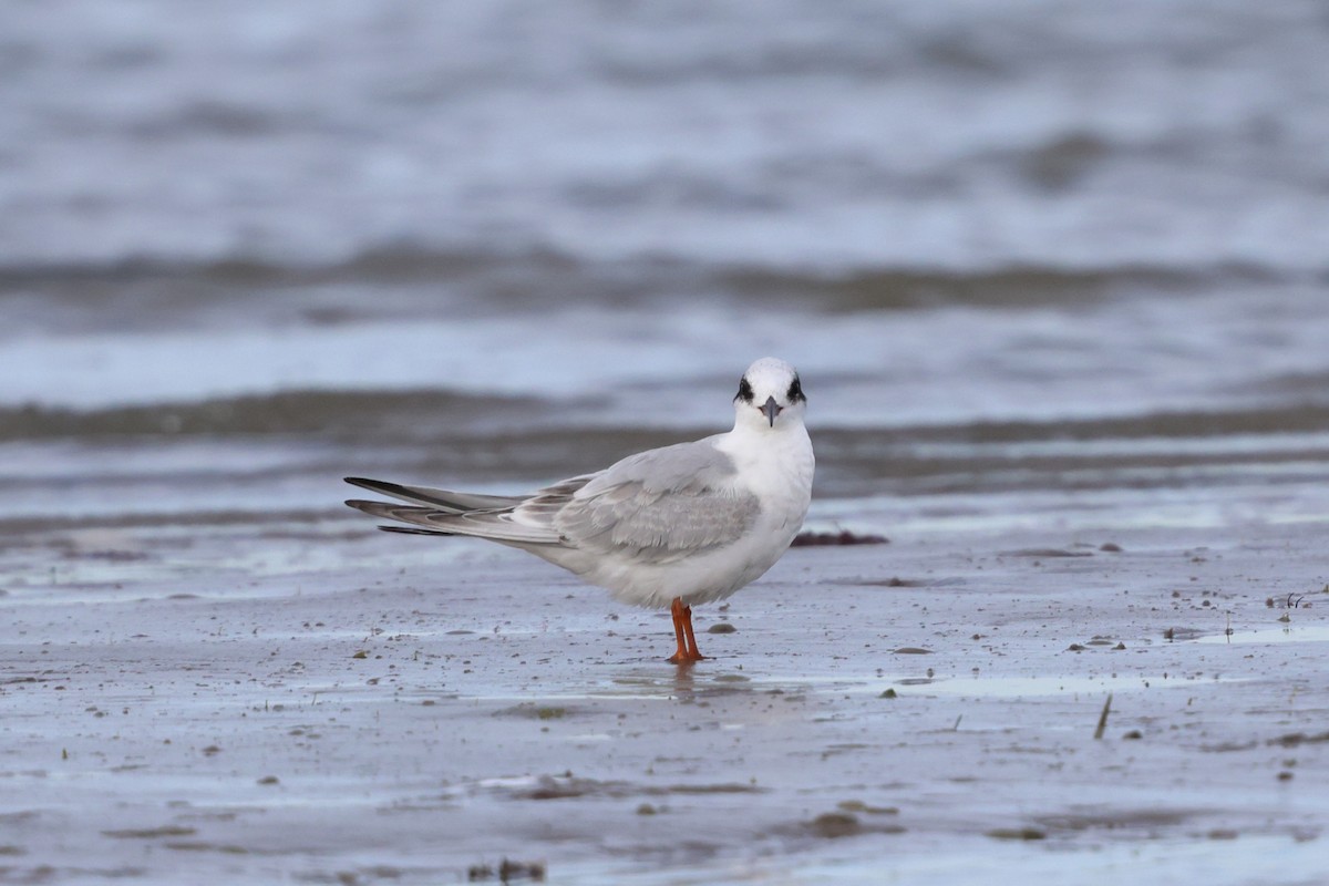 メリケンアジサシ - ML642255699